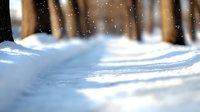 Serene winter forest path covered in fresh snow with sunlight filtering through bare tree trunks, creating a magical atmosphere of light and shadows in woodland.