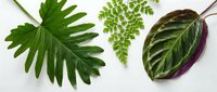 Tropical green leaves including philodendron and fern varieties arranged on white background, isolated for design projects and botanical themes.