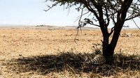 Leopard resting under acacia tree in African savanna landscape during golden hour with vast grassland plains stretching to horizon in natural habitat.