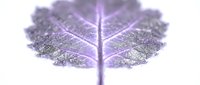 Delicate leaf skeleton with translucent veins glowing in soft purple and lavender tones against white background, isolated botanical element for design projects.