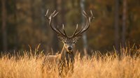 Majestic red deer stag with large antlers standing in golden autumn grassland during warm sunset light in natural wildlife habitat.