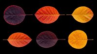 Autumn leaves in gradient colors from deep burgundy to vibrant orange and golden yellow, isolated on transparent background. Ready for clipart, t-shirt design, stickers, print-on-demand products, and sublimation projects.