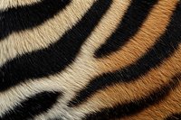 Close up macro shot of natural tiger fur texture showing detailed striped pattern in black, beige and orange colors, full frame animal print background.