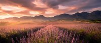 Lavender field at sunset with dramatic sky and mountain backdrop creating peaceful agricultural landscape for relaxation and aromatherapy concepts.