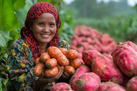 African female farmer in traditional headscarf showing fresh harvest of sweet potatoes and regular potatoes, smiling while working in sustainable agriculture field.