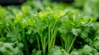 Fresh organic celery leaves and stems growing in garden, vibrant green color and natural texture, healthy vegetable macro photography for food concept.