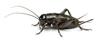 Cricket insect isolated on white background, side view. Suitable for educational materials, nature illustrations, pest control, and entomology resources.