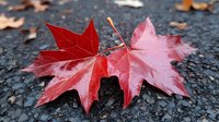 Red maple leaves covered in morning frost lying on dark asphalt ground, showing seasonal transition with delicate ice crystals highlighting natural patterns and textures.