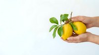Hand holding fresh yellow lemons with green leaves on white background, isolated for organic food, healthy eating, citrus fruit, and natural product design use.