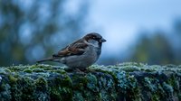 Small brown sparrow perched on moss-covered stone wall with soft blue sky background, perfect for nature and wildlife photography projects.