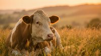 Young dairy cow resting in golden sunset pasture with warm lighting and rural farm landscape background for agricultural and livestock content.
