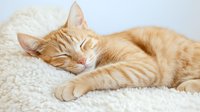 Ginger cat sleeping peacefully on soft white carpet, displaying relaxed pose with closed eyes. Natural light creates warm, cozy atmosphere for pet photography.