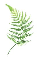 Fresh green fern leaf with delicate fronds on white background, isolated botanical element for nature-inspired designs and decorative patterns.