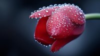 Red tulip flower covered in morning dew drops against dark background, macro photography shows delicate water beads on petals creating romantic atmosphere.