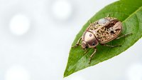 Brown beetle with intricate patterns resting on vibrant green leaf against soft blurred background for nature and insect photography projects.