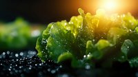 Fresh green lettuce leaves with morning dew drops glistening in golden sunlight, organic salad greens for healthy eating and nutrition concepts.