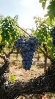 Ripe dark grape cluster hanging on wooden vine branch in sunlit vineyard with blurred grapevines background, ready for harvest and winemaking production.