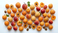 Fresh apricots and peaches arranged on white background, whole and halved stone fruits showing pits, summer harvest produce for healthy eating concepts.