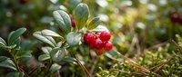 Red lingonberry cranberry fruits growing on green bush branch in natural forest environment during autumn harvest season.