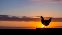 Silhouette of hen standing against dramatic sunset sky with orange and purple clouds creating peaceful rural farm scene for agriculture concepts.