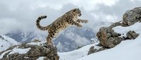 Snow leopard leaping between rocky cliffs in snowy mountain landscape. Wild cat jumping across stone formations with cloudy sky and peaks background.