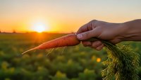 Farmer hand holding fresh organic carrot with green leaves at sunset in agricultural field. Healthy vegetable harvest concept for farm to table dining.