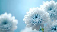 White chrysanthemum flowers in soft focus against light blue background, creating dreamy romantic mood for wedding, spa, or wellness design projects.