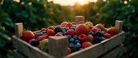 Fresh mixed berries in rustic wooden crate at sunset farm harvest with strawberries blueberries raspberries for healthy organic food and agriculture concepts.