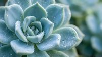 Close-up of blue-green succulent plant with water droplets on fleshy leaves, natural botanical macro photography for gardening and nature themes.