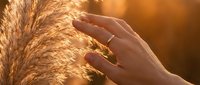 Hand gently touching golden wheat ears in warm sunlight, agricultural harvest concept for farming, organic food production and rural lifestyle.