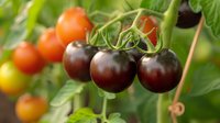 Fresh dark purple and red cherry tomatoes growing on vine with green leaves in organic garden, perfect for healthy eating and farm-to-table concept photography.