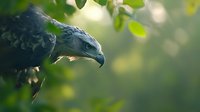 Majestic eagle head in profile against blurred green foliage background, sharp beak and intense gaze captured in natural lighting creates dramatic wildlife portrait.