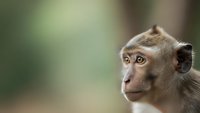 Young macaque monkey portrait with expressive eyes and natural fur texture against soft blurred green background for wildlife and nature projects.