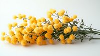 Bright yellow mimosa flowers bunch with green leaves isolated on white background, spring floral arrangement for seasonal decoration and celebration.