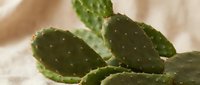 Green prickly pear cactus with flat oval pads and spines in natural desert environment, succulent plant for xeriscaping and drought-resistant gardening.