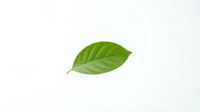 Single fresh green leaf with visible veins isolated on white background, suitable for organic, natural, eco-friendly, and wellness design projects.
