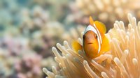 Clownfish with orange and white stripes nestled in cream-colored anemone tentacles, surrounded by blurred coral reef environment, suitable for marine life and ocean wildlife content.