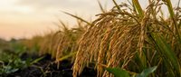 Golden rice stalks heavy with ripe grain sway in a field at sunset, warm orange sky glowing behind lush green paddy crops ready for harvest.