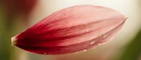 Red flower bud with water droplets, close-up macro photography showing delicate petals and morning dew for botanical and nature designs.