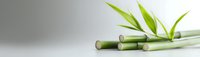 Fresh bamboo stems with young green leaves on light background, minimalist zen composition for spa, wellness and meditation concepts.