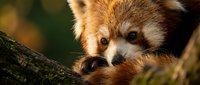 Red panda resting on moss-covered branch with blurred green background, suitable for wildlife and nature content.