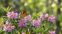 Small songbird with orange breast perched on blooming pink azalea flowers in spring garden with soft bokeh background for nature and wildlife photography.