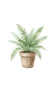 Potted fern plant with feathery green fronds in terracotta pot, isolated on white background for interior design, home decor, and botanical illustrations.