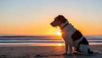Dog sitting on beach during golden hour sunset with ocean waves and colorful sky in background for pet and travel themed designs.