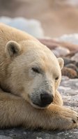 Peaceful polar bear resting with eyes closed on rocky shore, displaying serene expression and thick white fur in natural arctic habitat.
