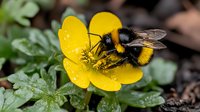 Bumblebee collecting pollen from bright yellow buttercup flower in spring garden, macro photography shows detailed wings and fuzzy body against green foliage.