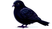 Dark raven with glossy black feathers and distinctive curved beak stands in profile view, detailed illustration on white background, isolated design element for creative projects.