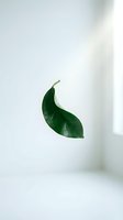 Single green leaf with water droplets floating against white background, isolated botanical element suitable for design, wellness, and nature-themed projects.