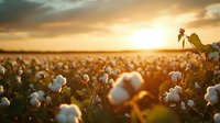 Cotton field at golden hour with ripe bolls ready for harvest, warm sunset lighting agricultural landscape for farming and textile industry concepts.