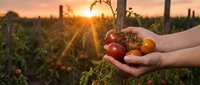 Hands holding fresh ripe tomatoes in vineyard at golden sunset. Organic farming harvest concept with warm sunlight filtering through agricultural field.